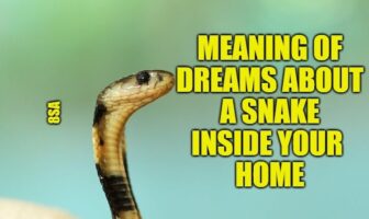 snake inside house