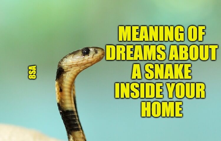 snake inside house