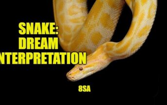 snake dream